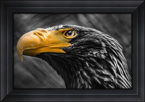 Framed Steller Sea Eagle Black &amp; White Print