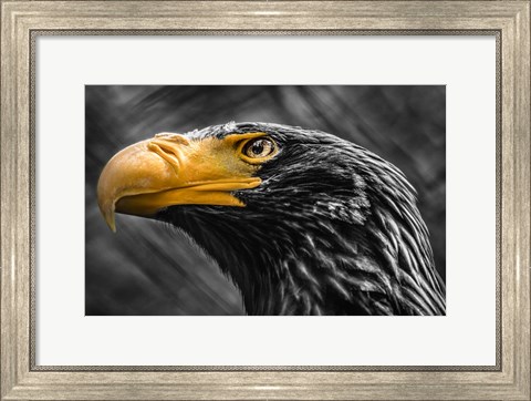 Framed Steller Sea Eagle Black &amp; White Print