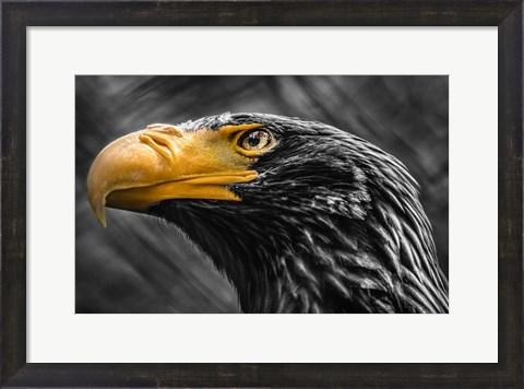 Framed Steller Sea Eagle Black &amp; White Print