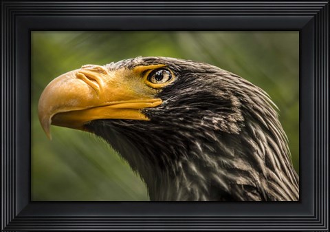 Framed Steller Sea Eagle Print
