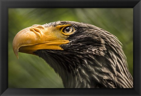 Framed Steller Sea Eagle Print