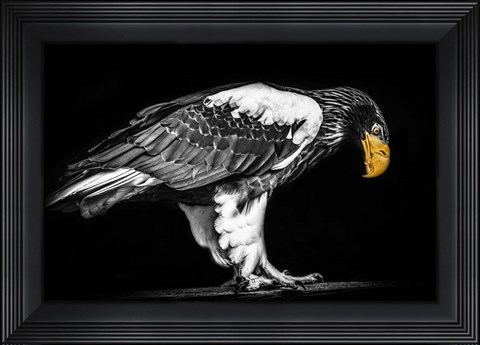 Framed Steller Sea Eagle II Black &amp; White Print