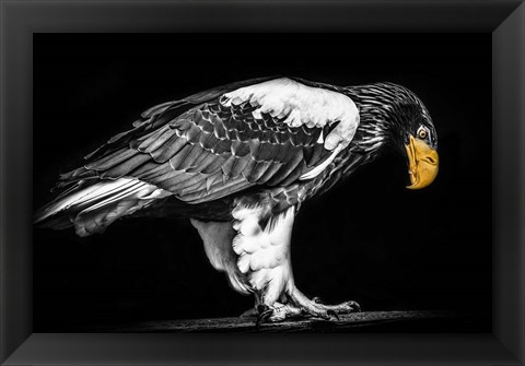 Framed Steller Sea Eagle II Black &amp; White Print