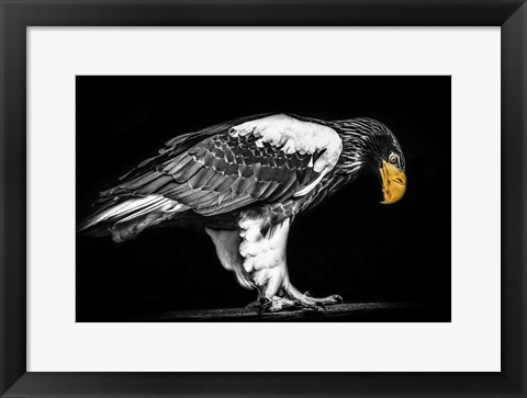 Framed Steller Sea Eagle II Black &amp; White Print