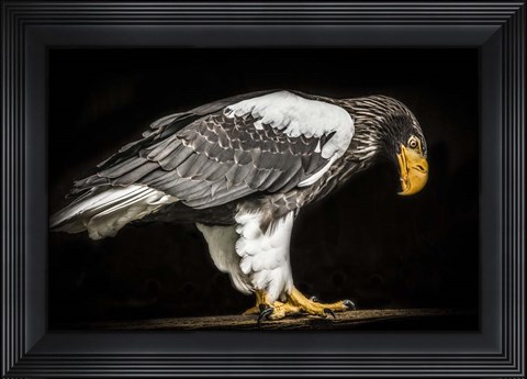 Framed Steller Sea Eagle II Print
