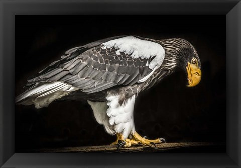 Framed Steller Sea Eagle II Print