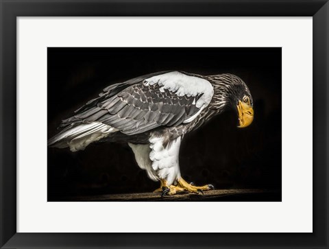 Framed Steller Sea Eagle II Print