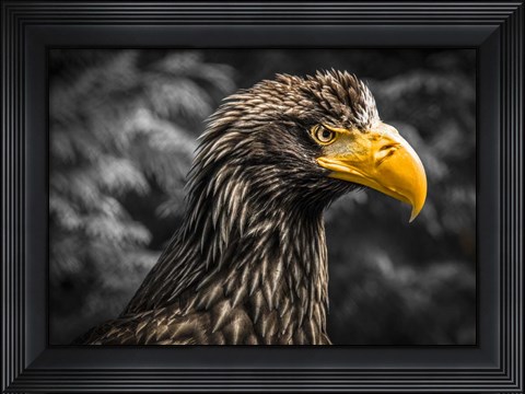 Framed Steller Sea Eagle III Black Print
