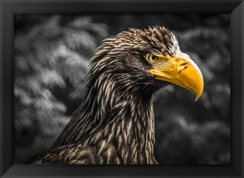 Framed Steller Sea Eagle III Black Print