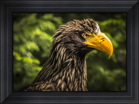 Framed Steller Sea Eagle III Print