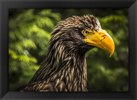 Framed Steller Sea Eagle III Print