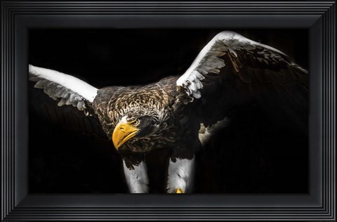 Framed Steller Sea Eagle Wings Print