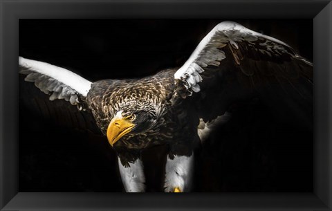 Framed Steller Sea Eagle Wings Print