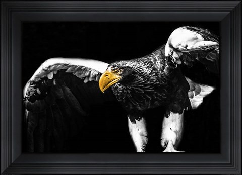 Framed Steller Sea Eagle Wings II Print