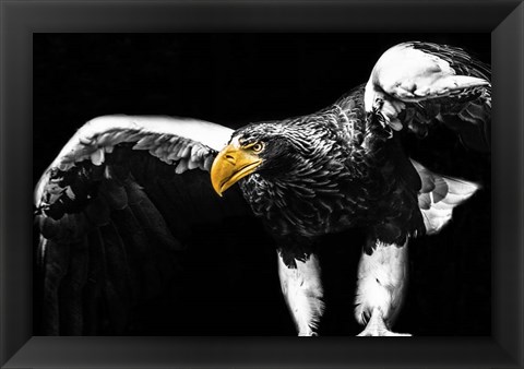 Framed Steller Sea Eagle Wings II Print