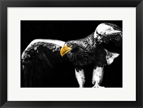 Framed Steller Sea Eagle Wings II Print