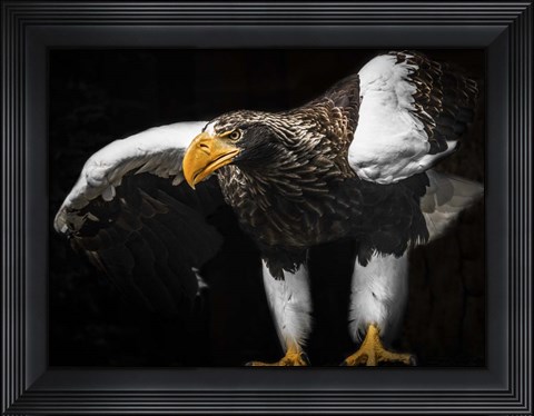 Framed Steller Sea Eagle Wings III Print
