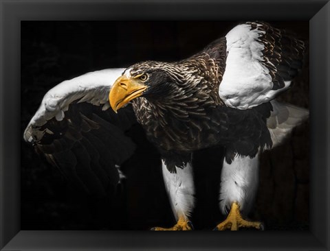 Framed Steller Sea Eagle Wings III Print