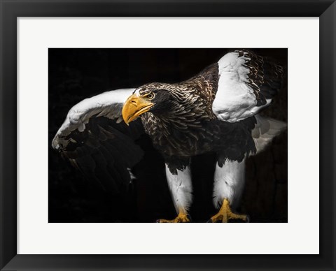 Framed Steller Sea Eagle Wings III Print