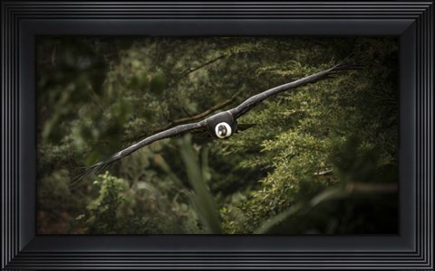 Framed Kondor Flight Print