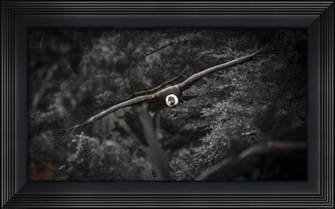 Framed Kondor Flight Black &amp; White Print