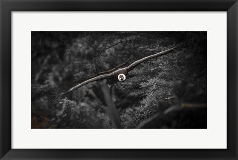 Framed Kondor Flight Black &amp; White Print