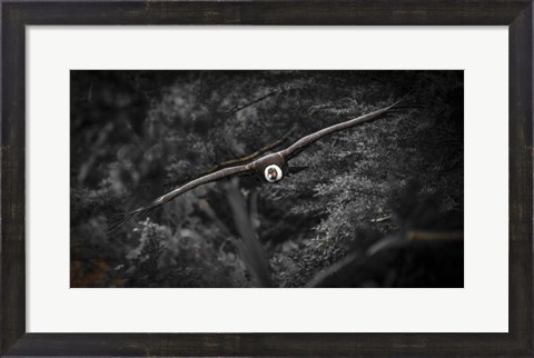 Framed Kondor Flight Black &amp; White Print