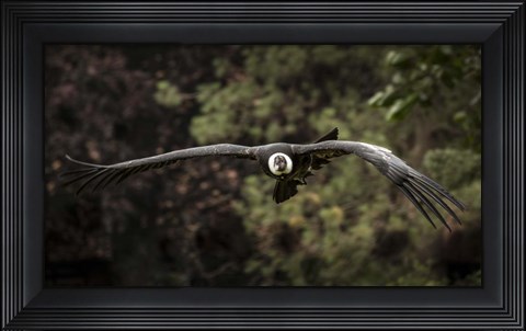Framed Kondor Flight II Print