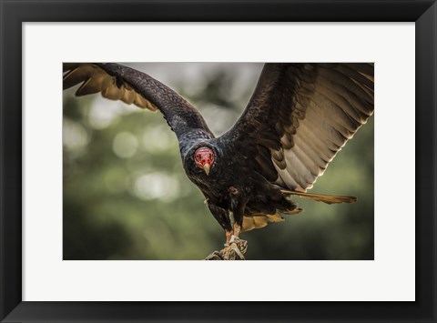 Framed Vulture Print