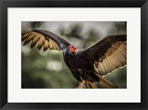 Framed Vulture II Print