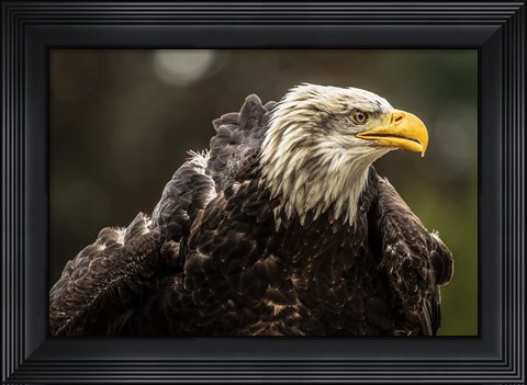 Framed Sea Eagle Print