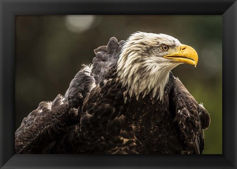 Framed Sea Eagle Print