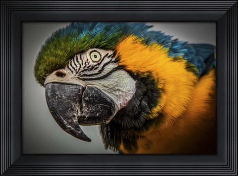 Framed Blue Ara Parrot Print