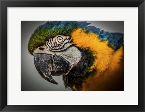 Framed Blue Ara Parrot Print