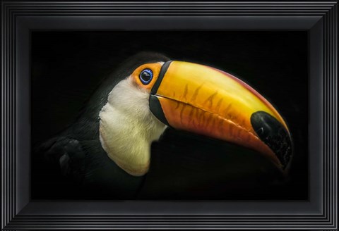 Framed Toucan IV Print