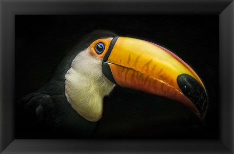 Framed Toucan IV Print