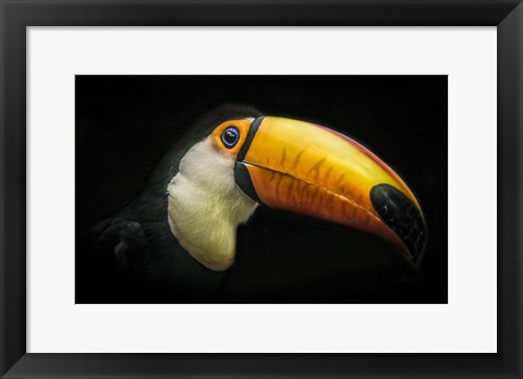 Framed Toucan IV Print