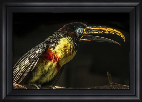 Framed Little Toucan Print