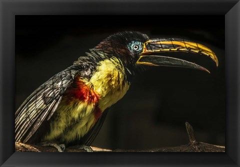 Framed Little Toucan Print