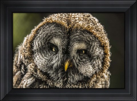 Framed Lapland Owl Print