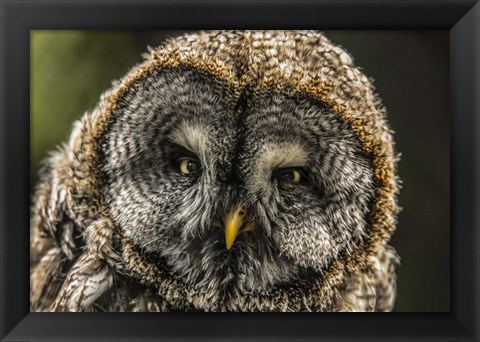 Framed Lapland Owl Print