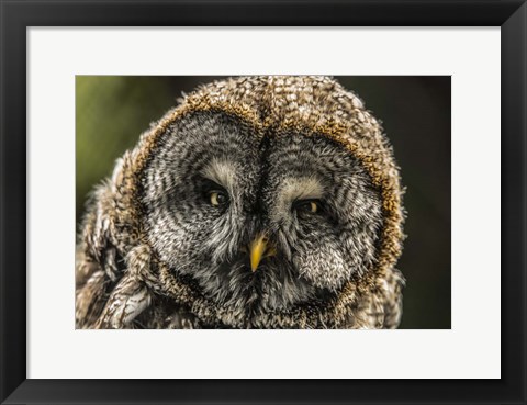 Framed Lapland Owl Print