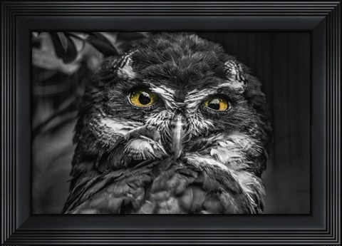 Framed Little Owl Black &amp; White Print