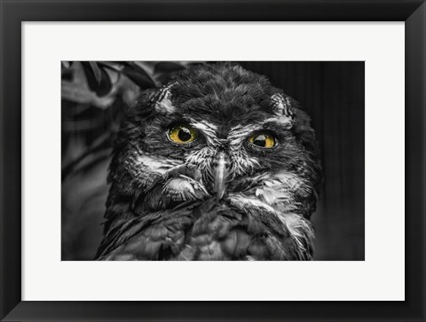 Framed Little Owl Black &amp; White Print