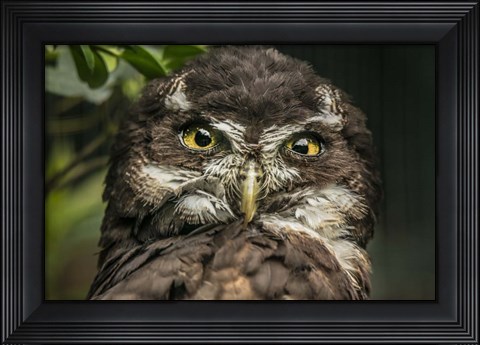 Framed Little Owl Print