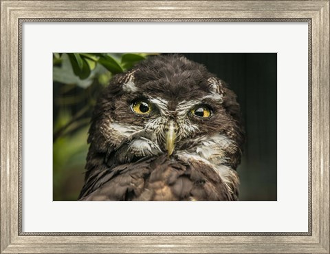 Framed Little Owl Print