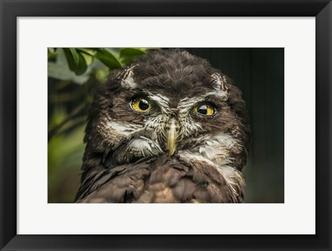 Framed Little Owl Print