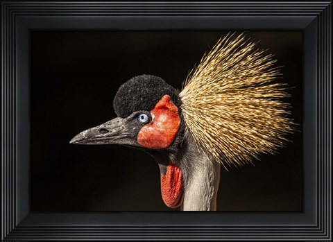 Framed Crowned Crane Close Up Print