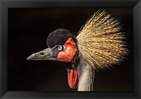 Framed Crowned Crane Close Up Print