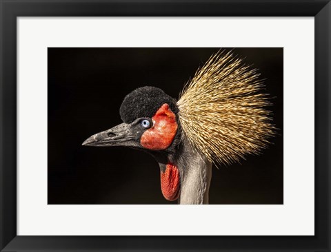 Framed Crowned Crane Close Up Print